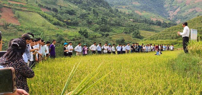 TBJ3 - giống lúa chất lượng cao cho vùng núi phía Bắc